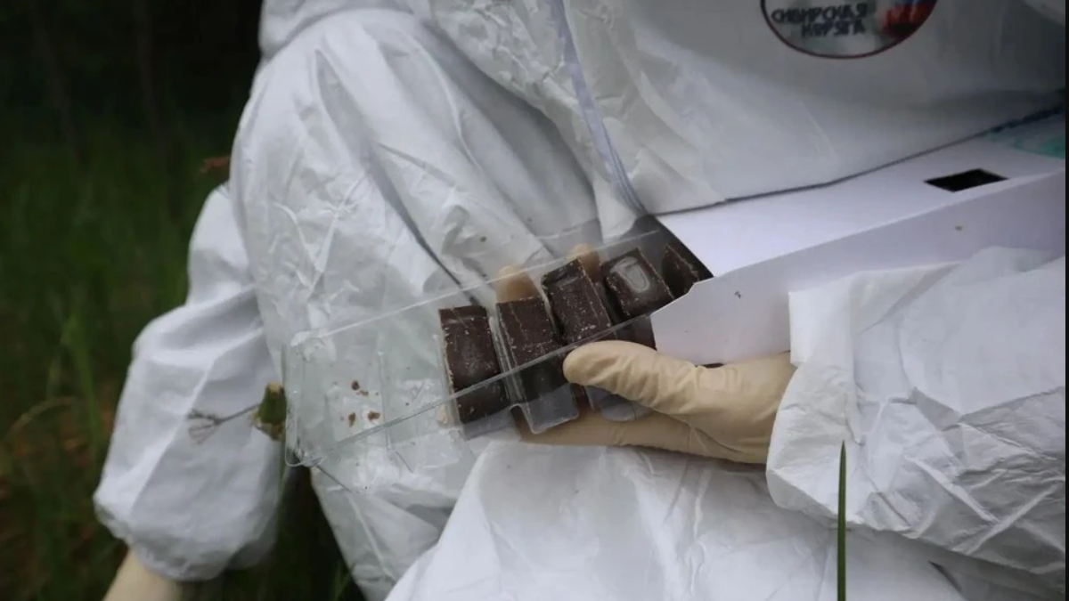 По лесам Ленобласти раскидают 890 тысяч порций вакцины от бешенства