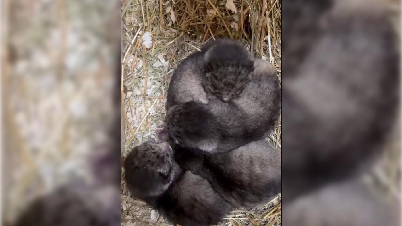 В зоопарке Петербурга у манулов родились котята