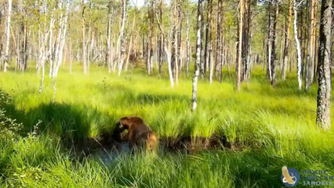 В Нижне‑Свирском заповеднике засняли, как лосенок весело купается