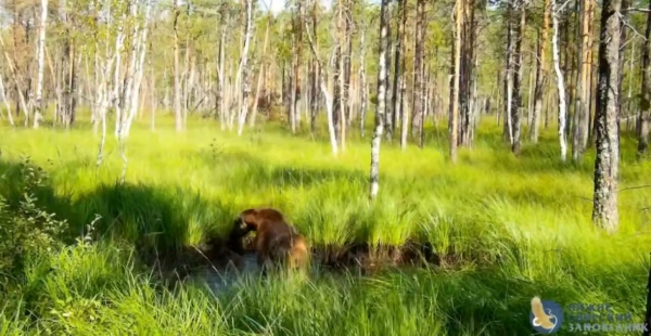 В Нижне‑Свирском заповеднике засняли, как лосенок весело купается