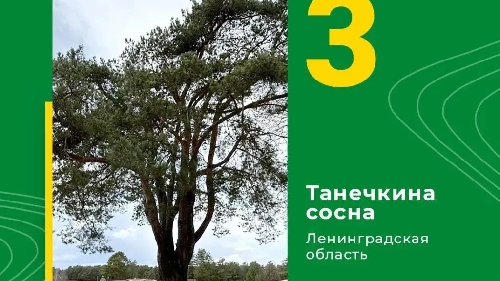 «Танечкина сосна» из Ленобласти попала в топ-3 лучших российских деревьев