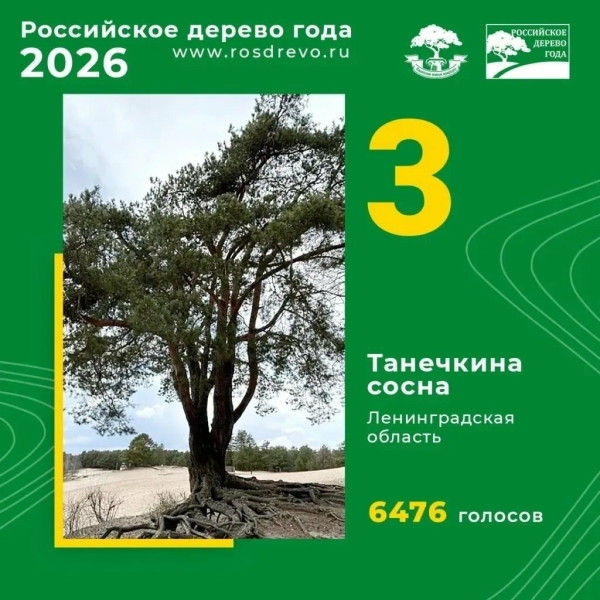 «Танечкина сосна» из Ленобласти попала в топ-3 лучших российских деревьев