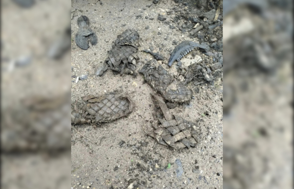 Готовя трубы в Ленобласти к зиме, рабочие нашли старинные лапти