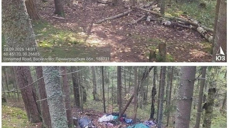 В Ленобласти оценили эффективность нового экологического проекта «Чистые леса»